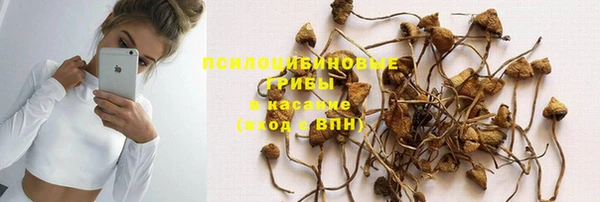 сатива Ростов