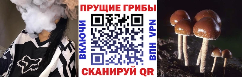 Псилоцибиновые грибы мицелий  Купить  Тында 